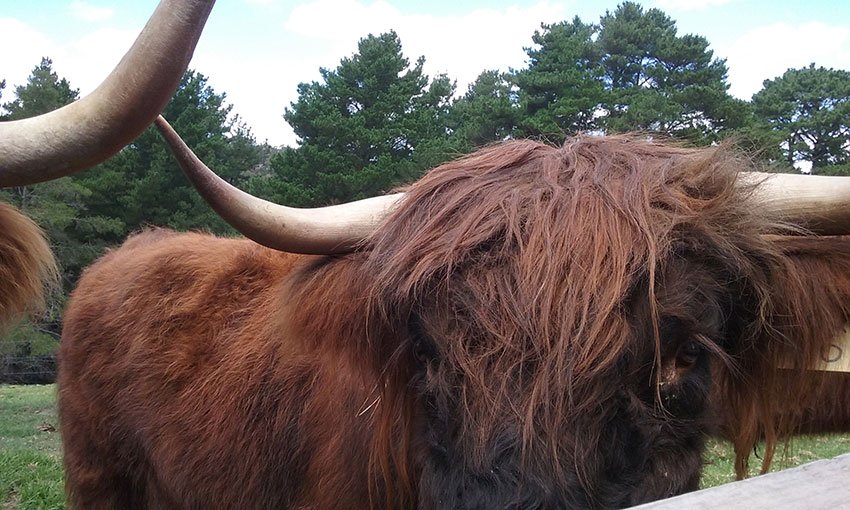 Highland Cow