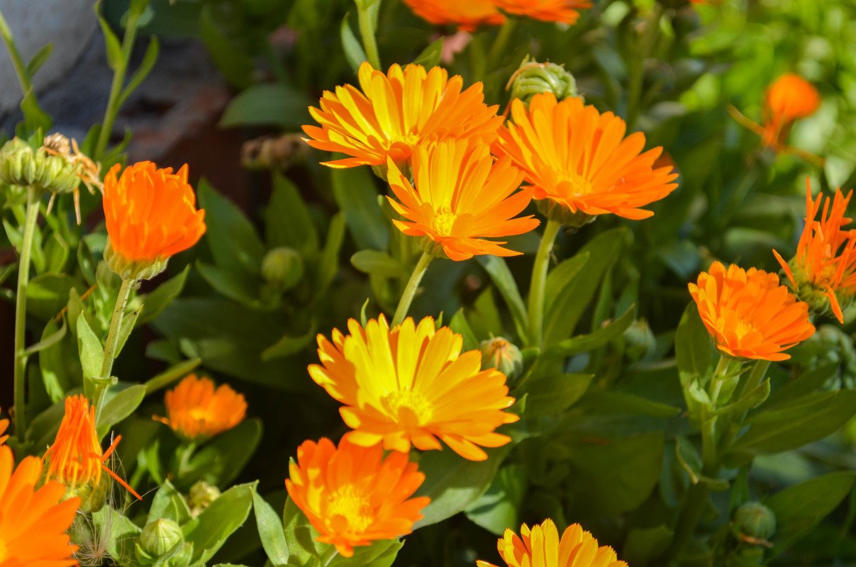 Bright flower - Calendula (Photos @lyubovbar). — Steemit