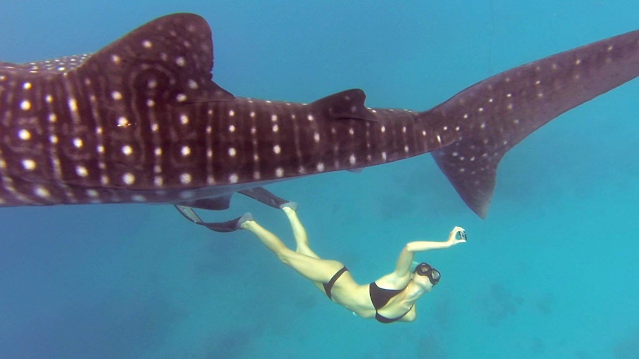 holbox-whale-shark-woman.jpg