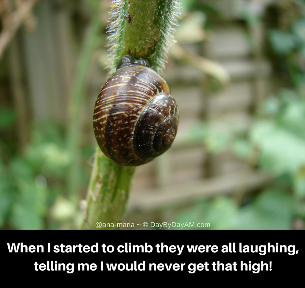 Climbing Snail