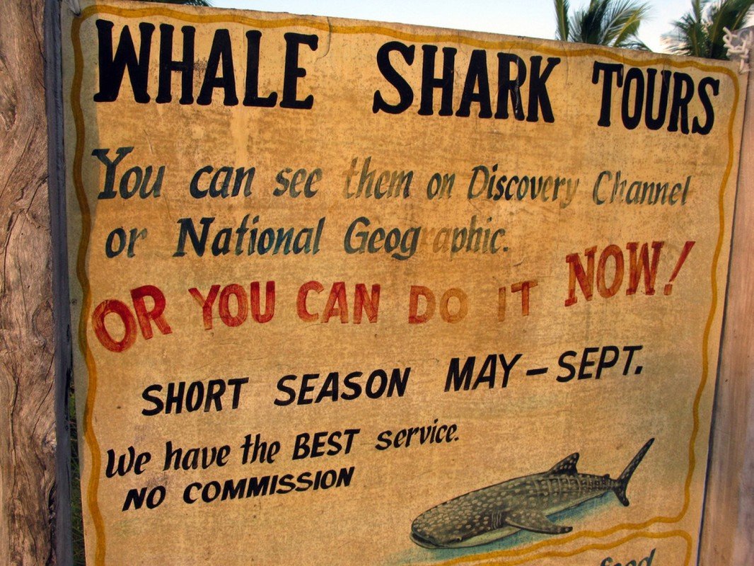 holbox-whalehark-tour.jpg