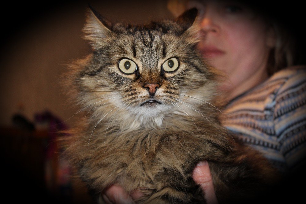 Meet the Cat named PEPPER — Steemit