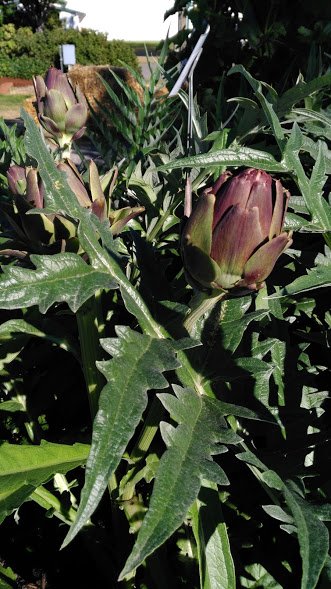 artichoke plants.jpg