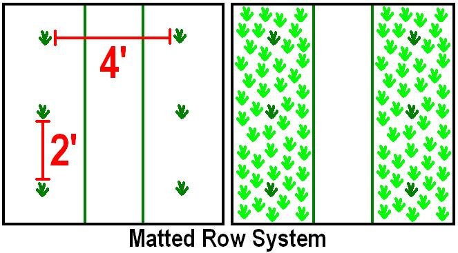 strawberries-matted-row.jpg