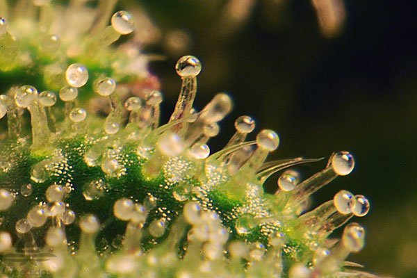 cannabis trichomes.jpg