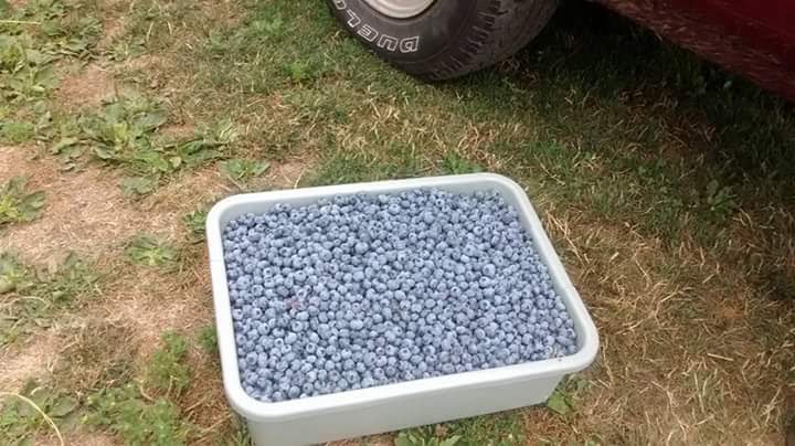 blueberry tub.jpg