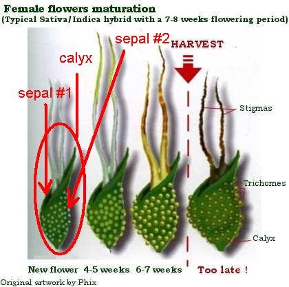 cannabis calyx.jpg