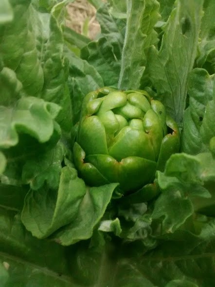 artichoke flower.jpg