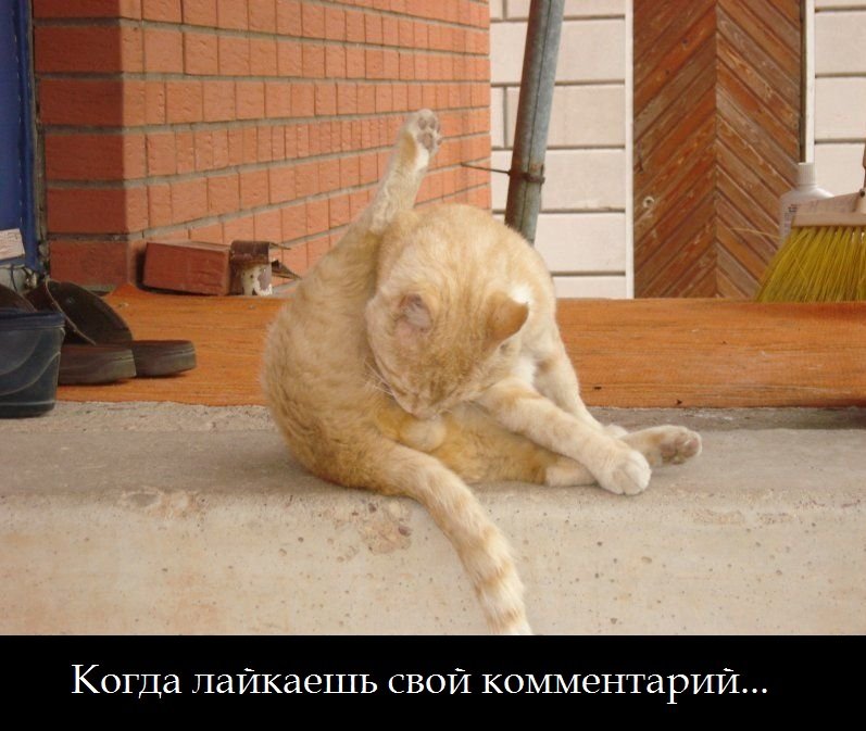 кот.jpg