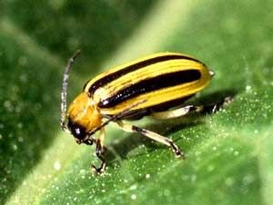 cucumber beetle.jpg