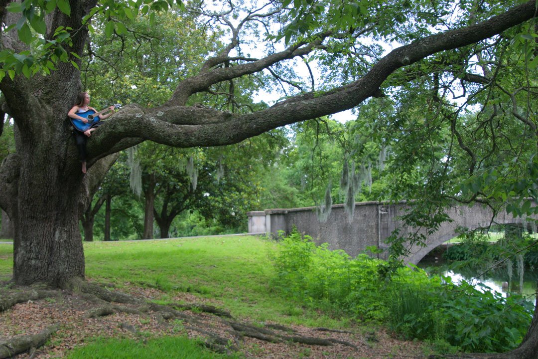 guitar in tree