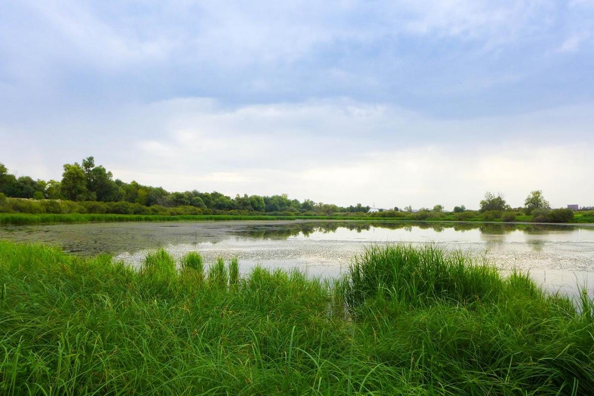 Landscapes of Nature Small Pond surrounded by tall Grass(travel with