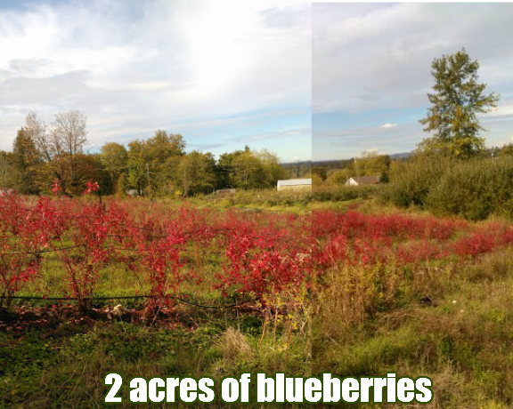 2 acres of blueberries.png