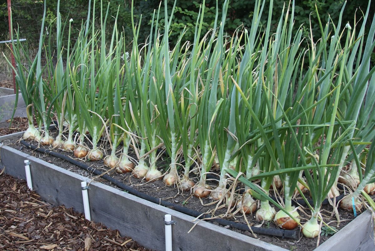 onion bed 2.jpg