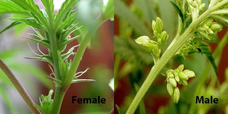 cannabis male vs female.jpg