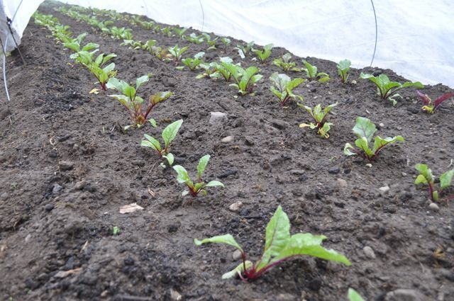 beets in tunnel.jpg