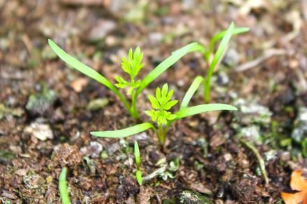 carrot seedling.jpg