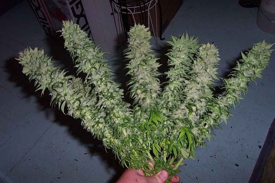 cannabis colas.jpg