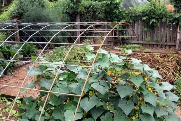 cucmber trellis.jpg