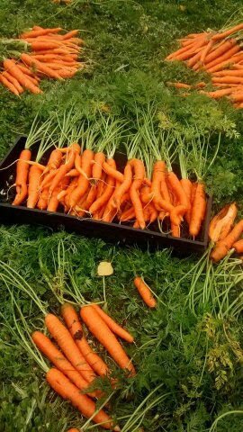 carrot harvest.jpg