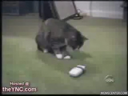 Funniest Scared Cat In The World  Best Funny Cat Compilation!!!! on Make a  GIF