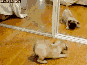 Mirror Dog GIFs