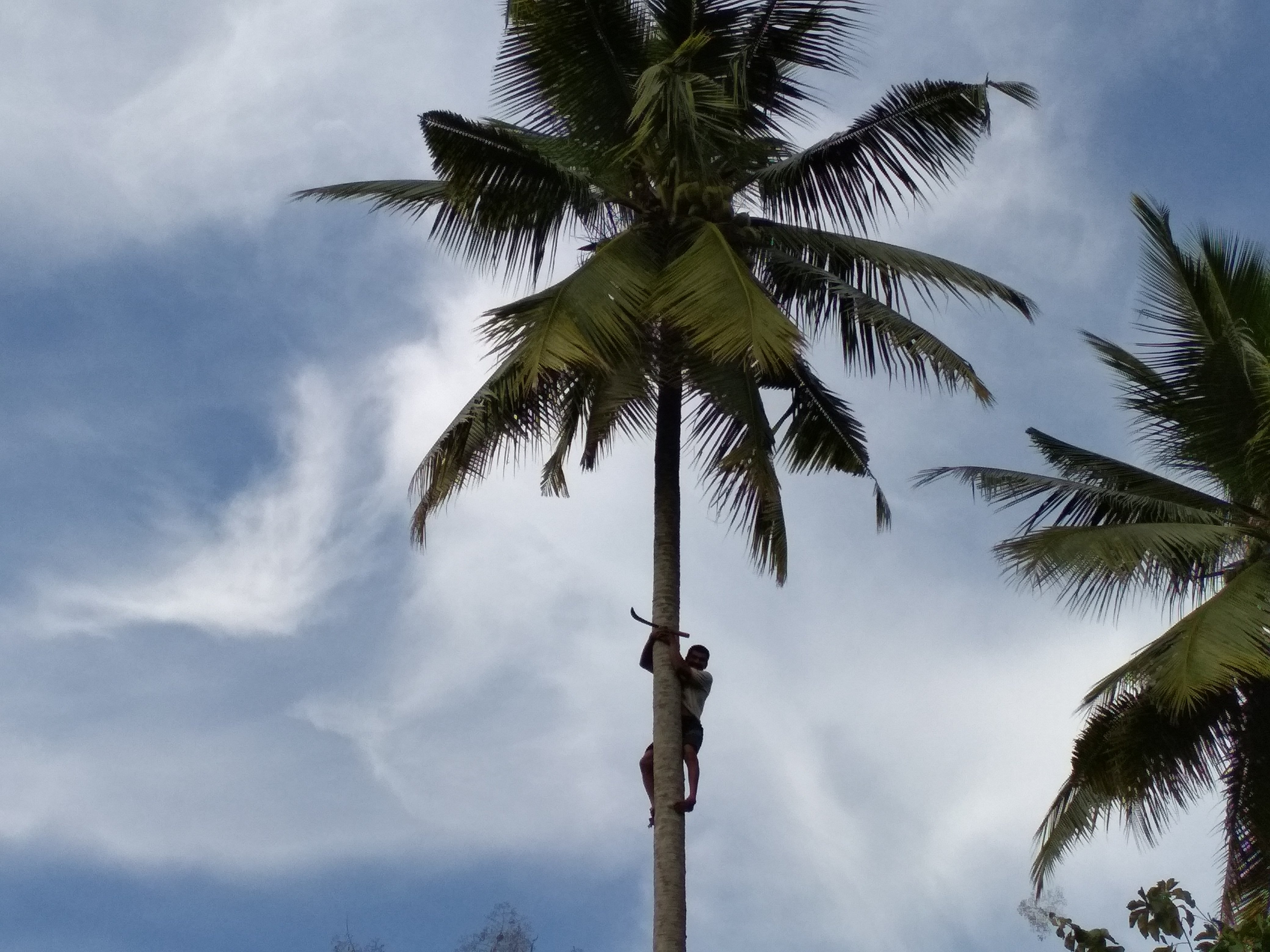 Panjat Pokok Kelapa Steemkr