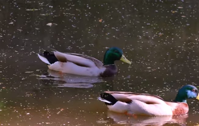 Burung Belibis Sangat Menawan