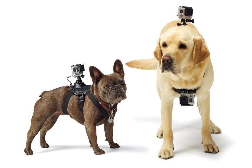 gopro-dog-harness.jpg