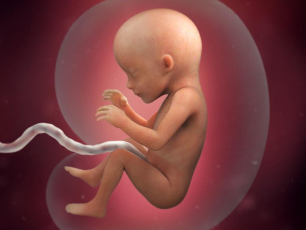 pregnancy-week-17-skeleton_4x3.jpg