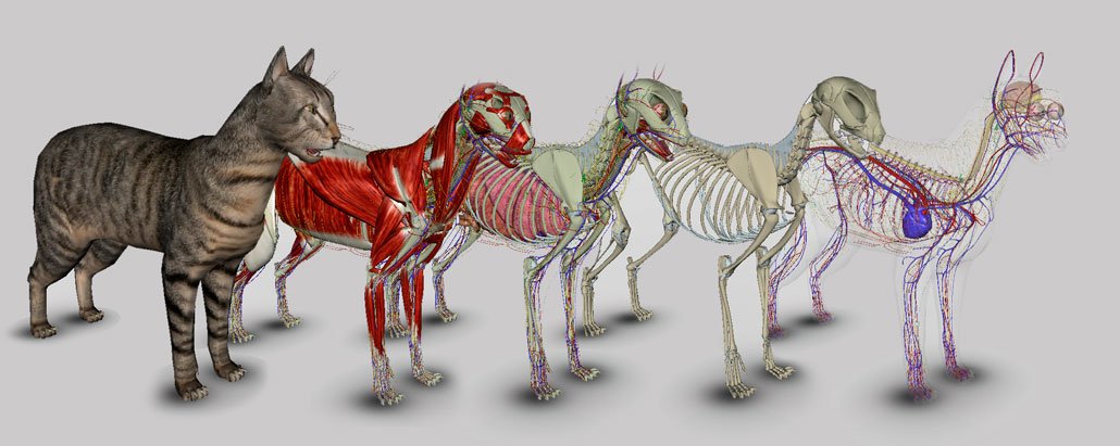 3d Cat Anatomy Software Learning About The Cat Anatomy Steemhunt
