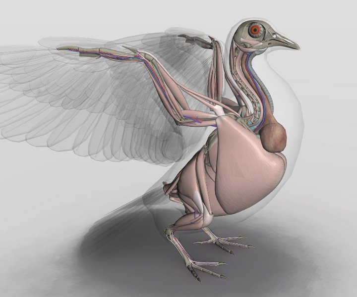 3d Bird Anatomy Software Learning About The Bird Anatomy Steemhunt