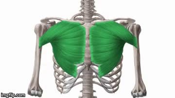 Daily Anatomy Flashcards Interactive 3d Animated Anatomy