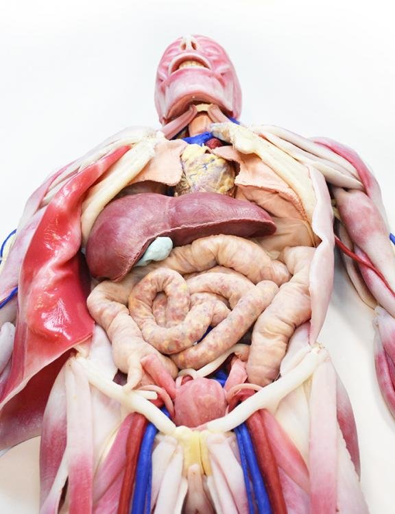 SynDaver-Synthetic-Anatomy-SAM-Fionna-10.jpg