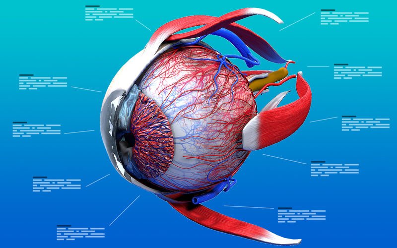 Anatomy Human Eye - 3D Interactive Animation of the Human Eyes for Learning  | Steemhunt