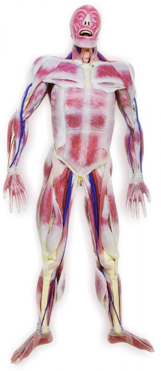 SynDaver-Synthetic-Anatomy-SAM-Fionna-closed-2.jpg