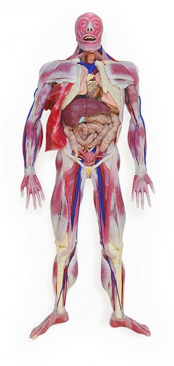 SynDaver-Synthetic-Anatomy-SAM-Fionna-3.jpg