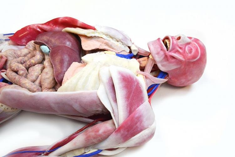 SynDaver-Synthetic-Anatomy-SAM-Fionna-7.jpg
