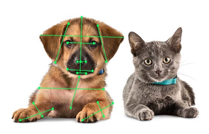 pet.jpg