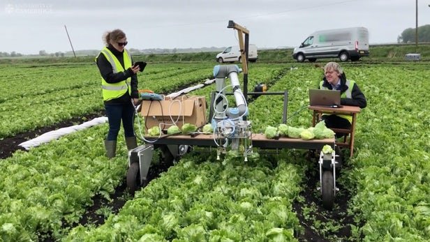 lettuce-robot-1.jpg