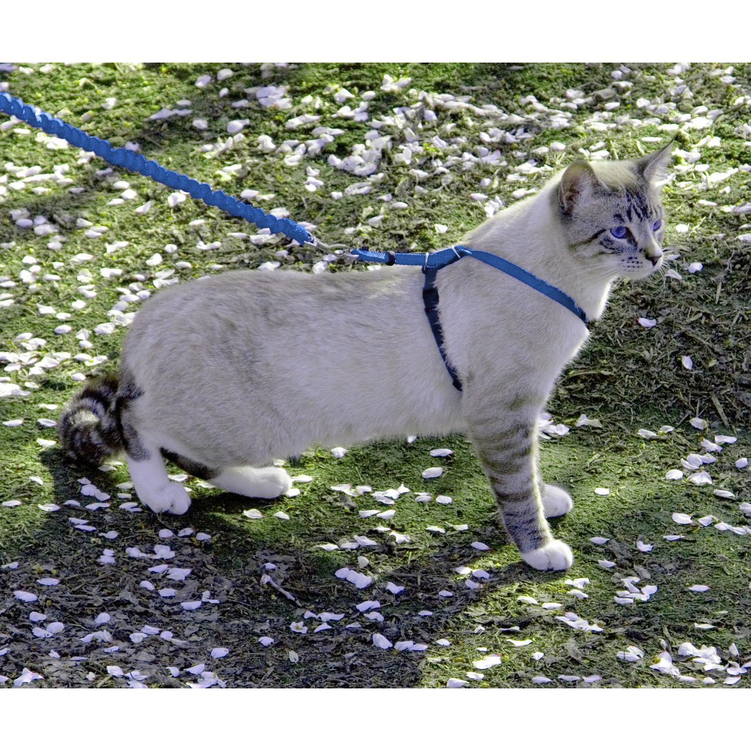 mazy_cwmk_crouch_royal_hrcrop.jpg