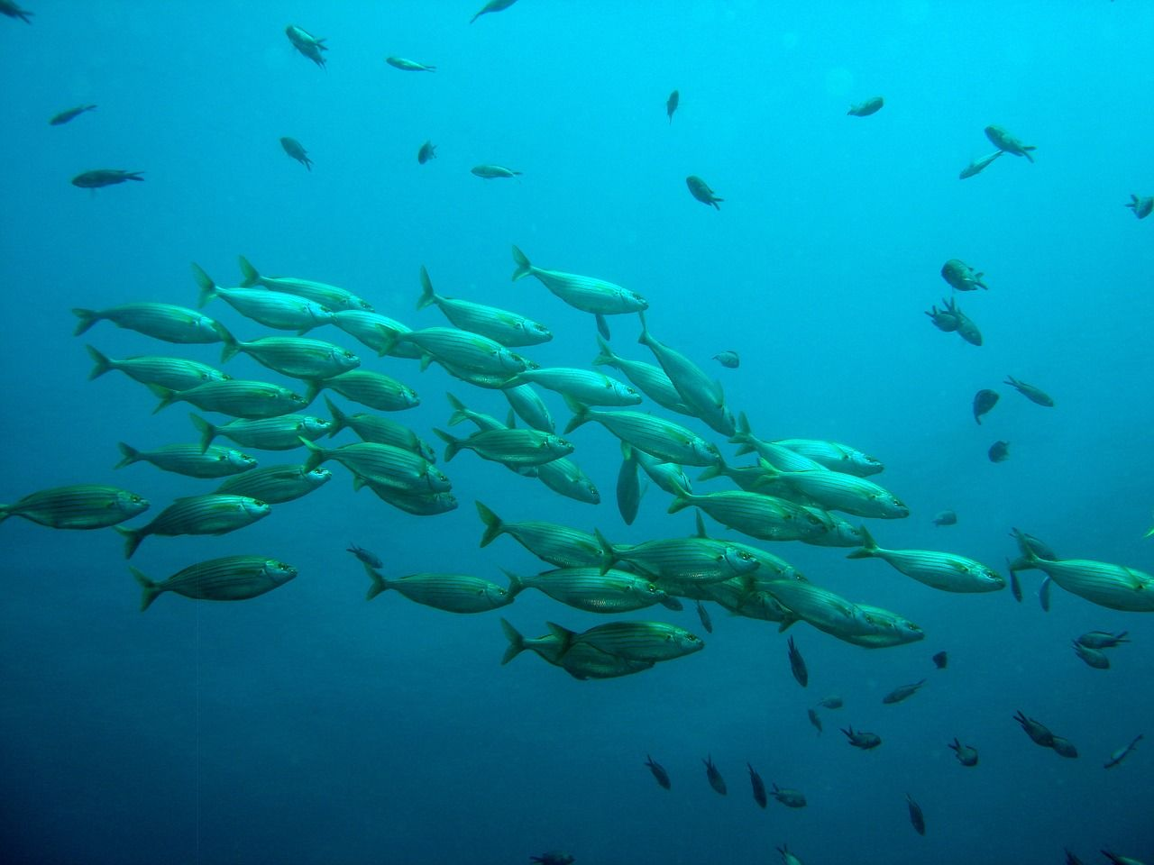 MINNOWS.png