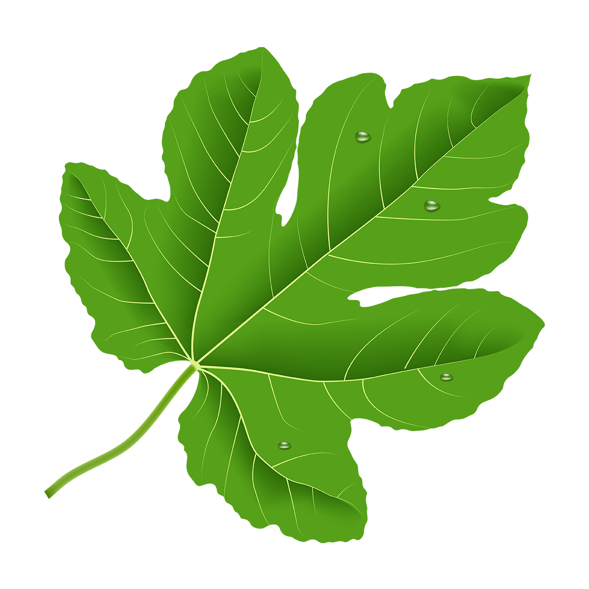 —Pngtree—realistic fig leaf with water_6242169.png