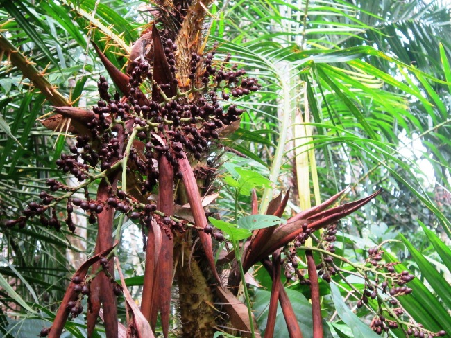 Tren Untuk Jenis Pohon Rotan  Bunga Hias