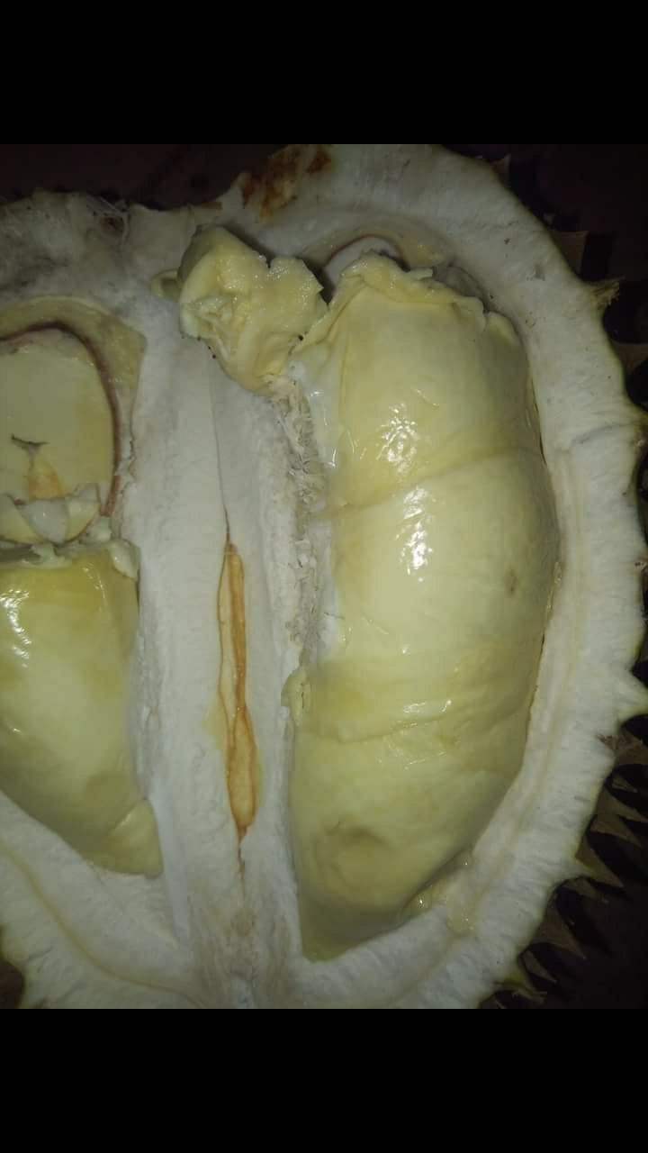 Makan Durian Tengah Malam Steemkr