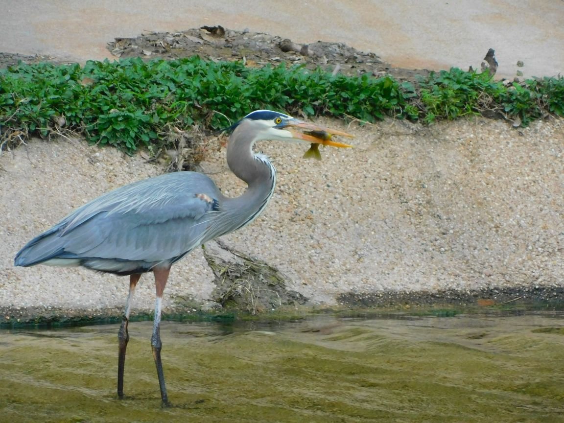 Burung Bangau Steemkr