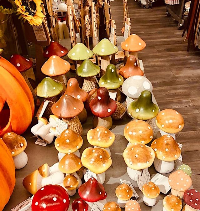 Magic Mushrooms Automn Arrived Naschmarkt Hopping In