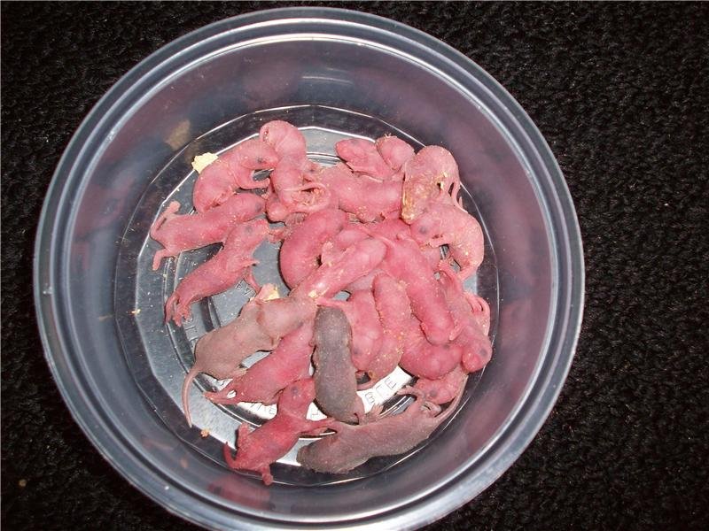 Kittens with Down Syndrome and mice with litters of 35 babies is one