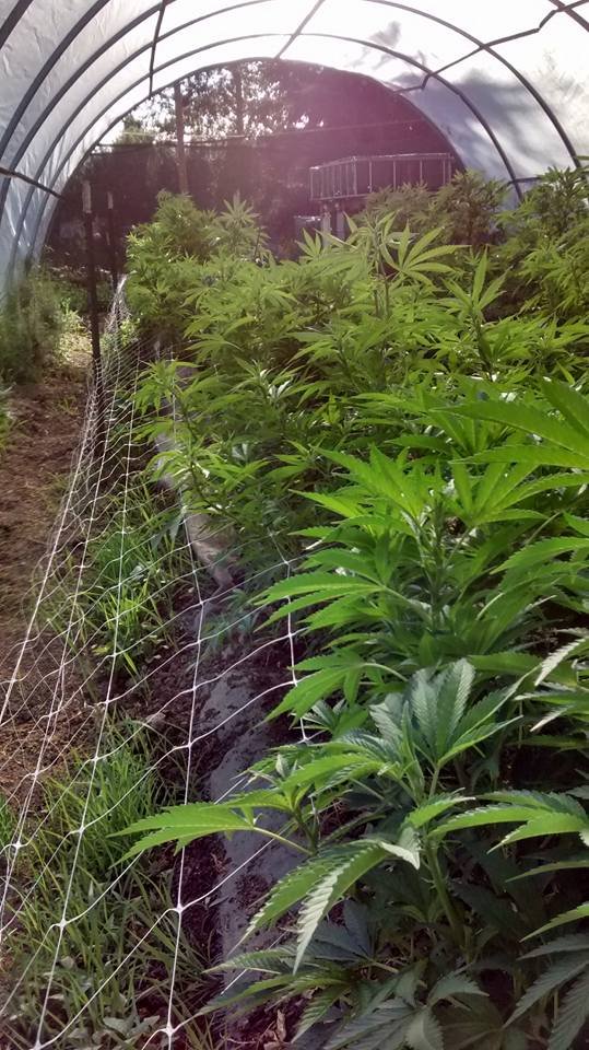 cannabis growing tunnel.jpg