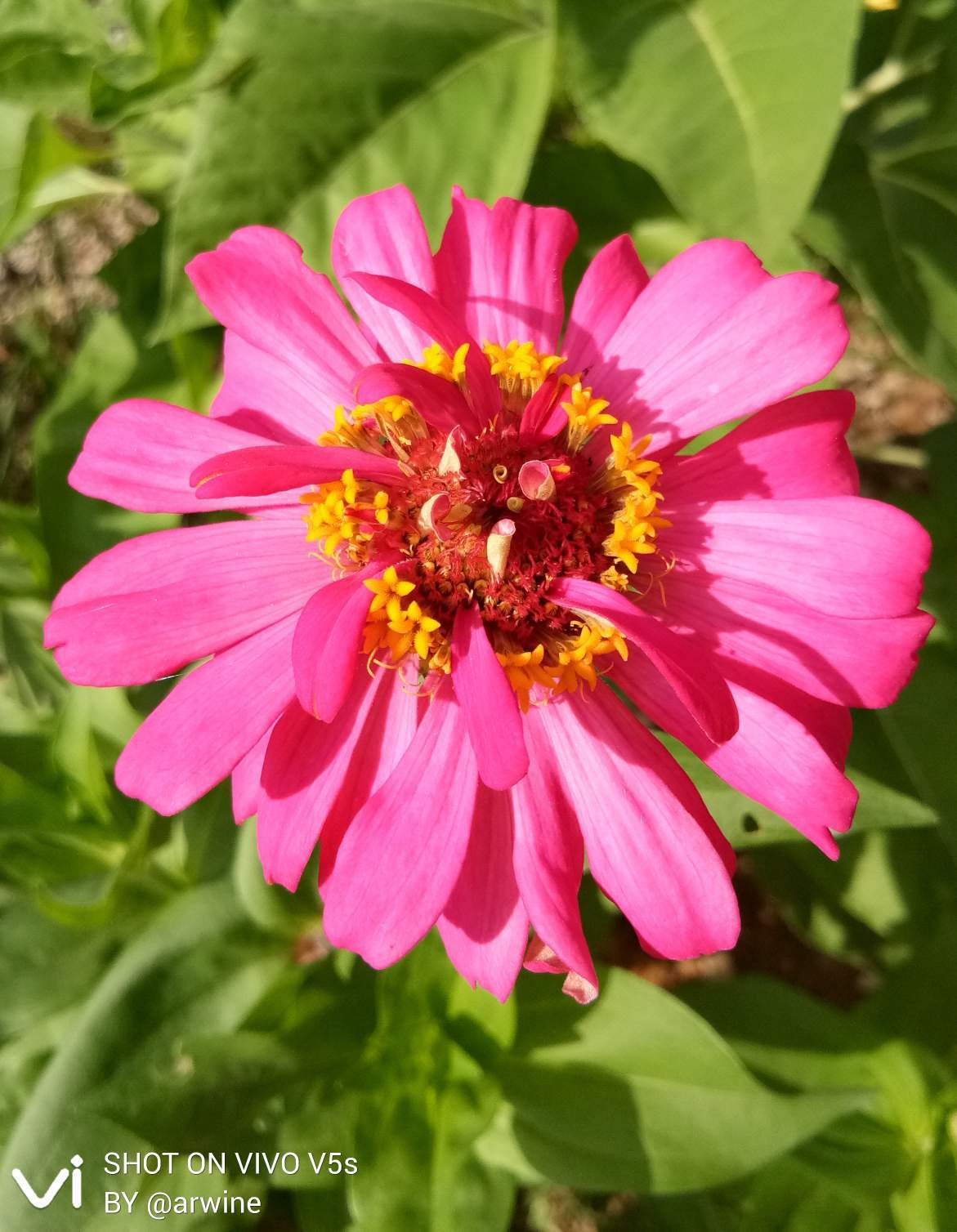 arwine-the-contests-of-petals-pinkflowerday-1533114537848.png